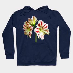 Amaryllis Sydney Hoodie